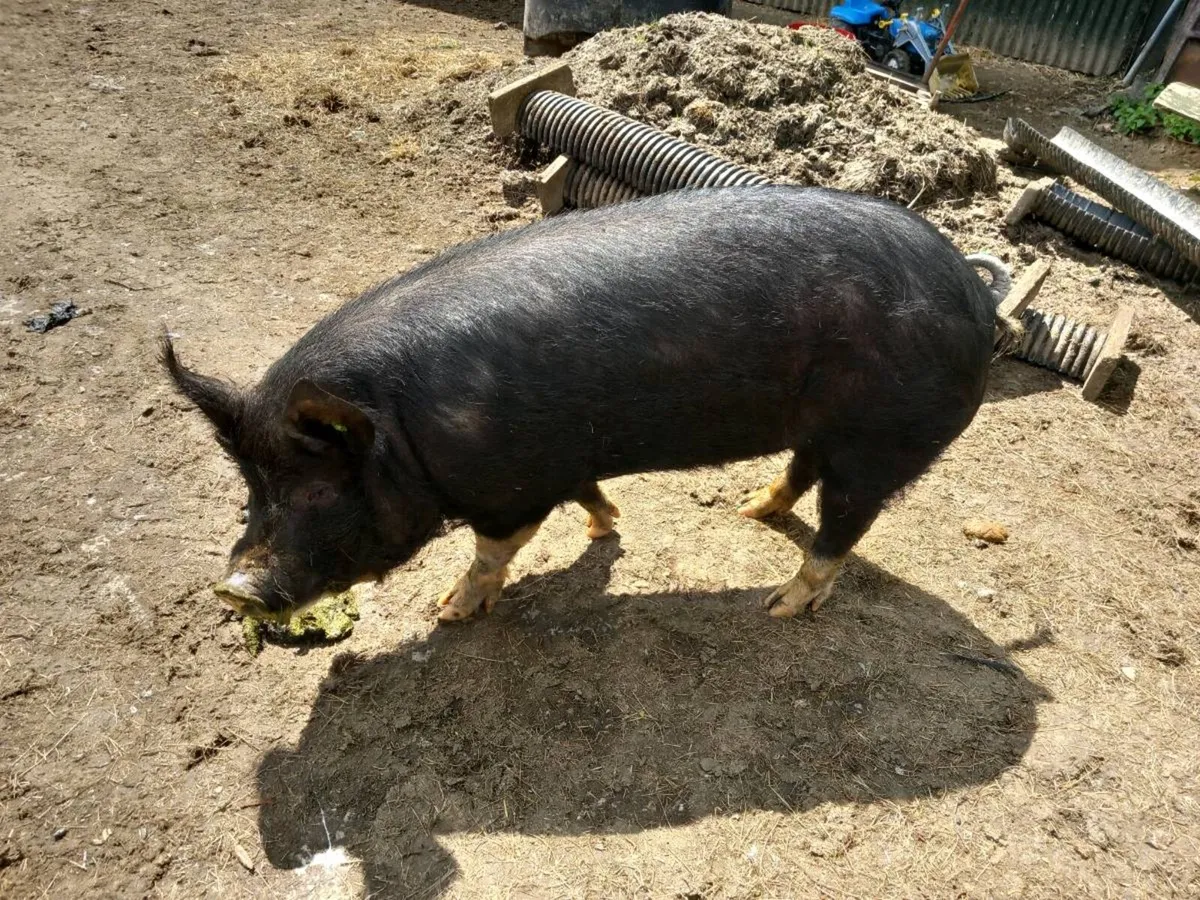 Boar - Image 2