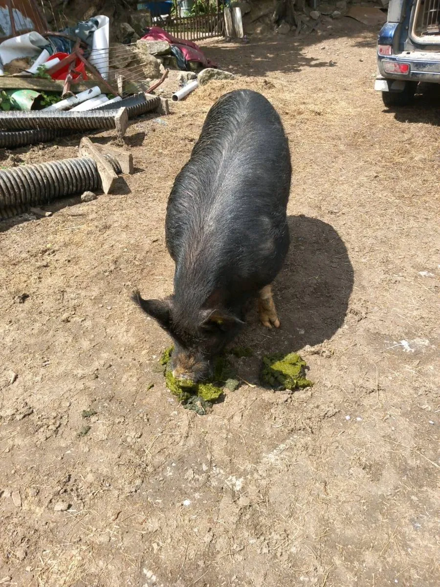 Boar - Image 3