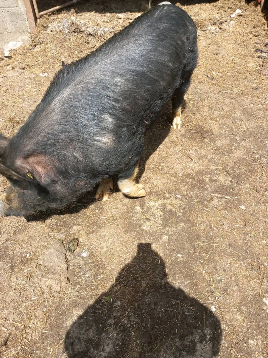 Boar - Image 4