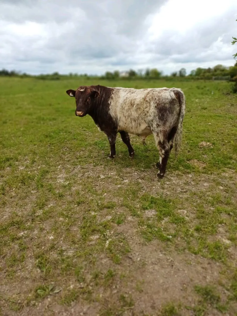Shorthorn bulls - Image 1