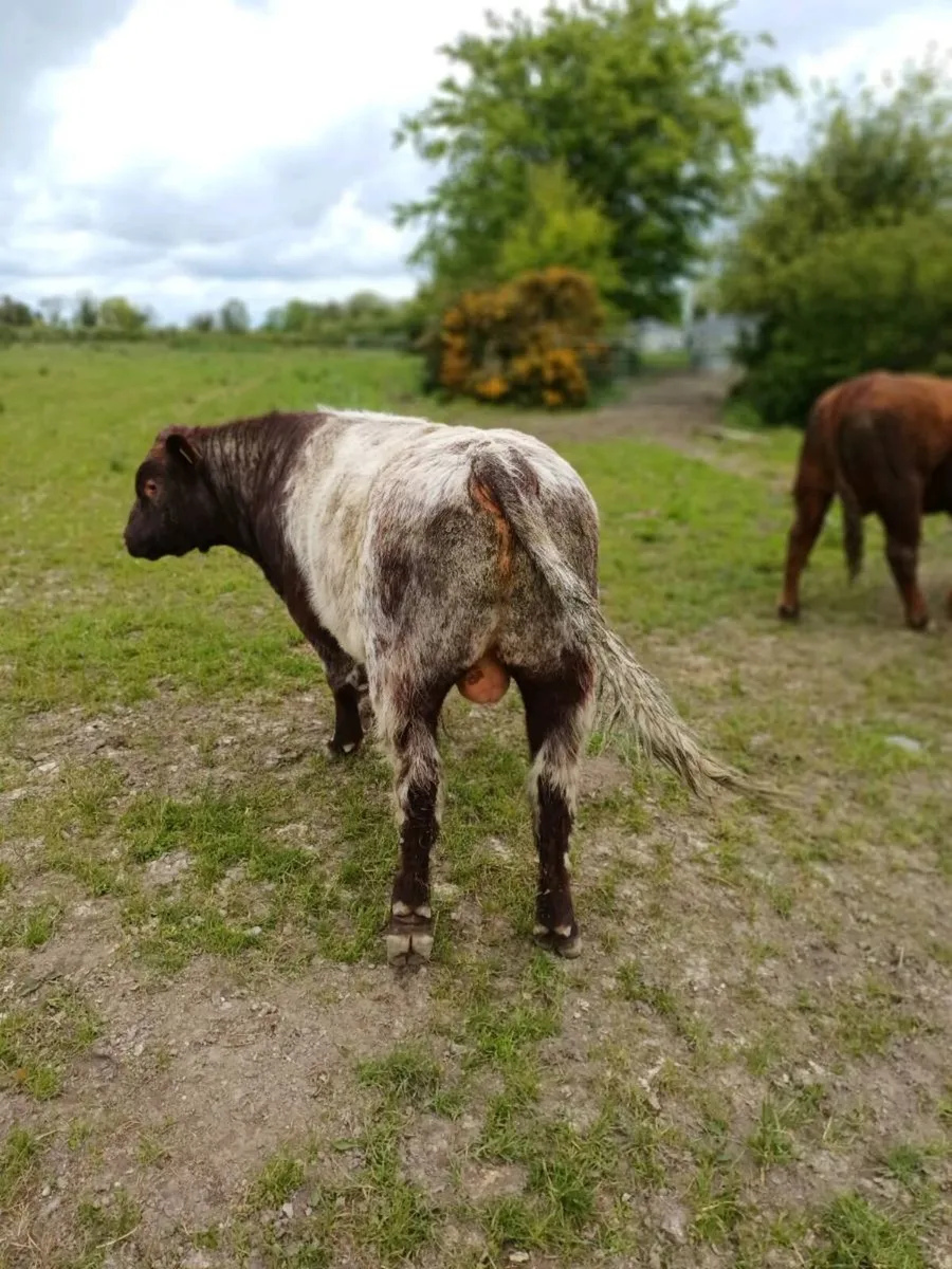 Shorthorn bulls - Image 2