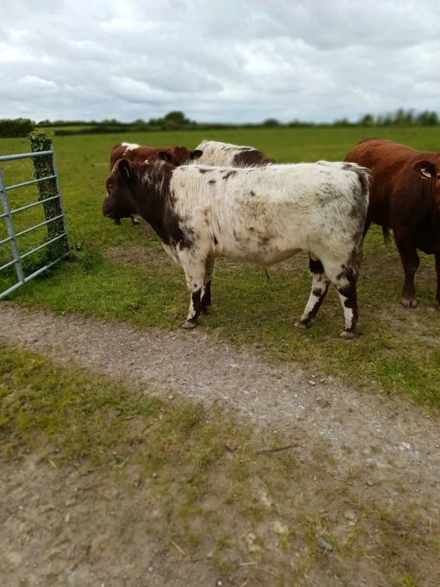 Shorthorn bulls - Image 3