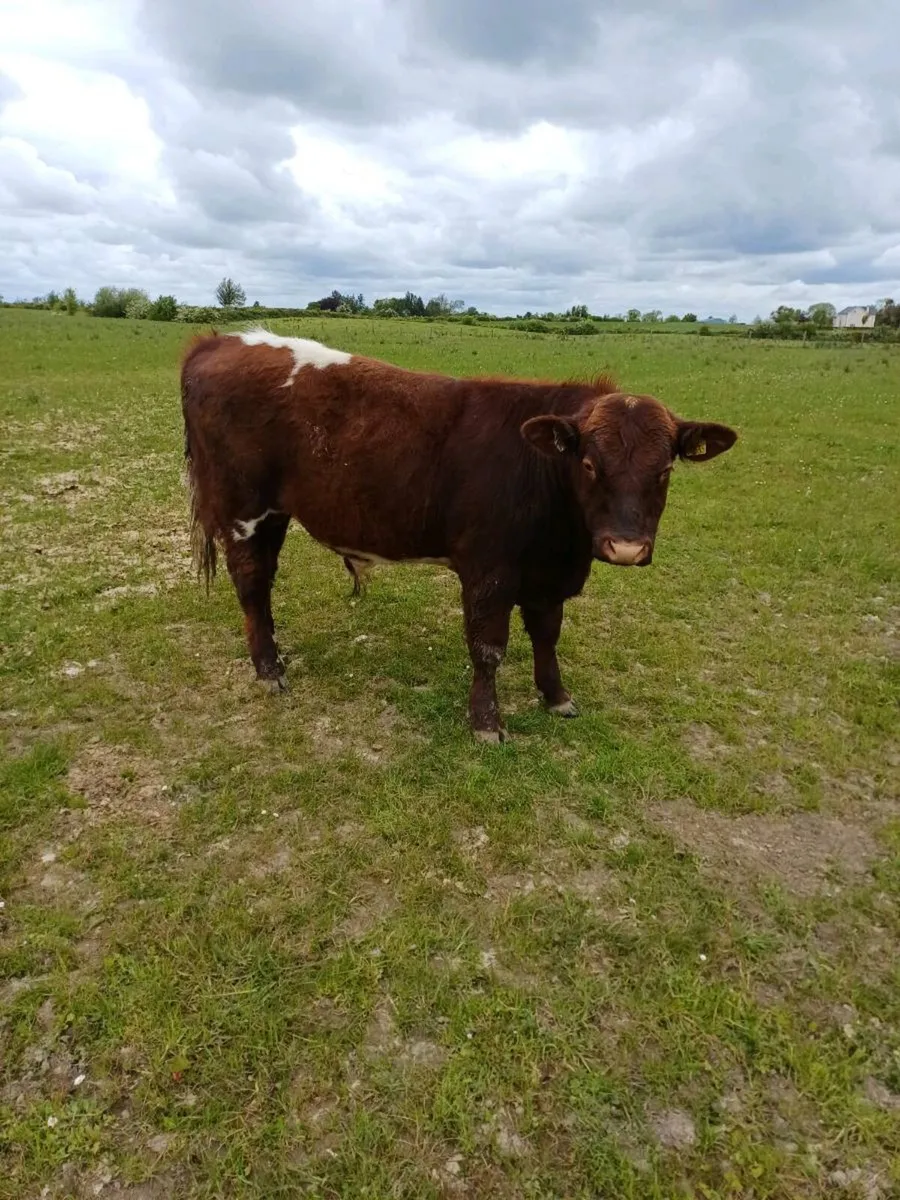 Shorthorn bulls - Image 4