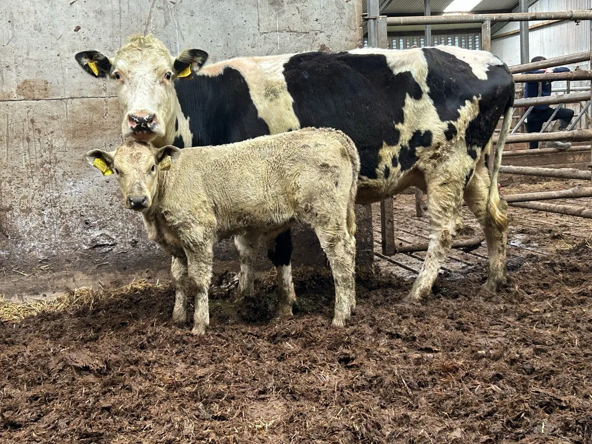 Third calved cow with heifer calf - Image 2