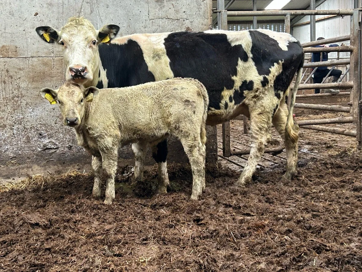 Third calved cow with heifer calf - Image 3