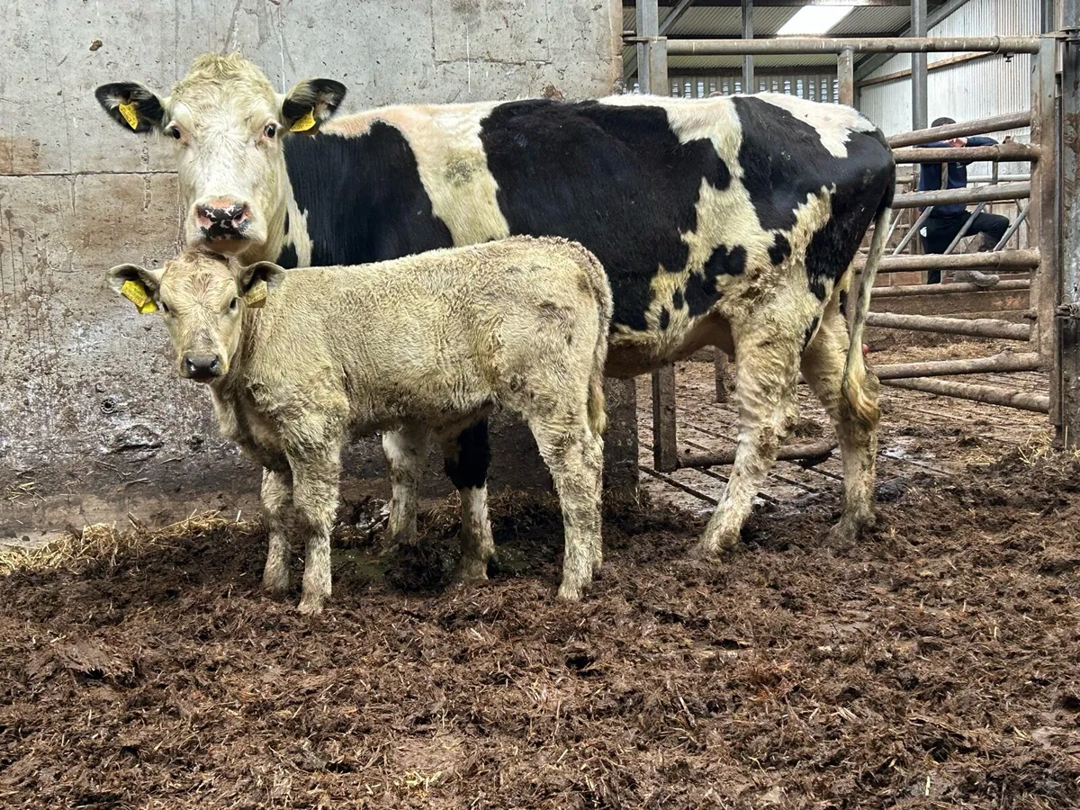 Third calved cow with heifer calf - Image 4