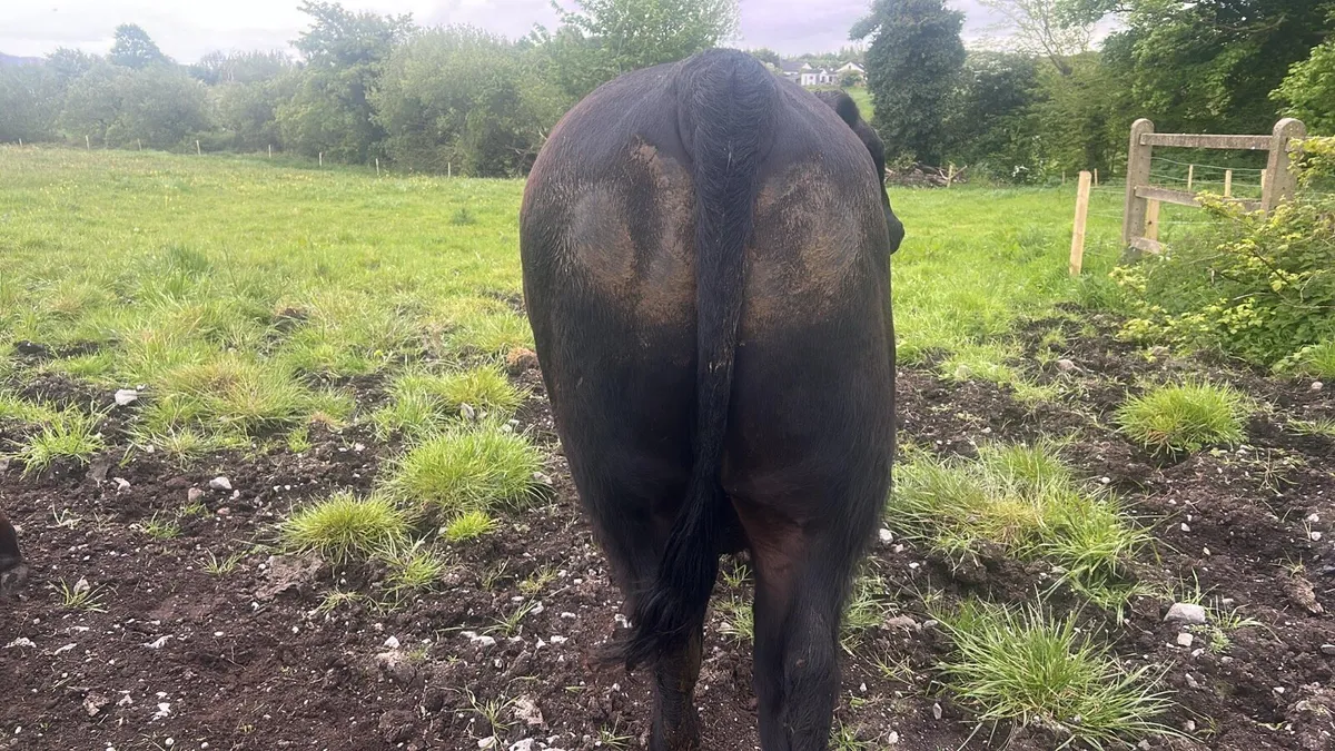 AA bull - Image 1