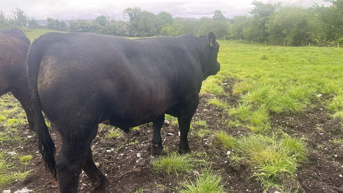 AA bull - Image 2