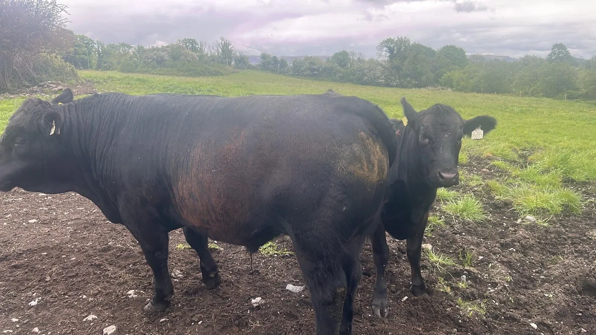 AA bull - Image 3