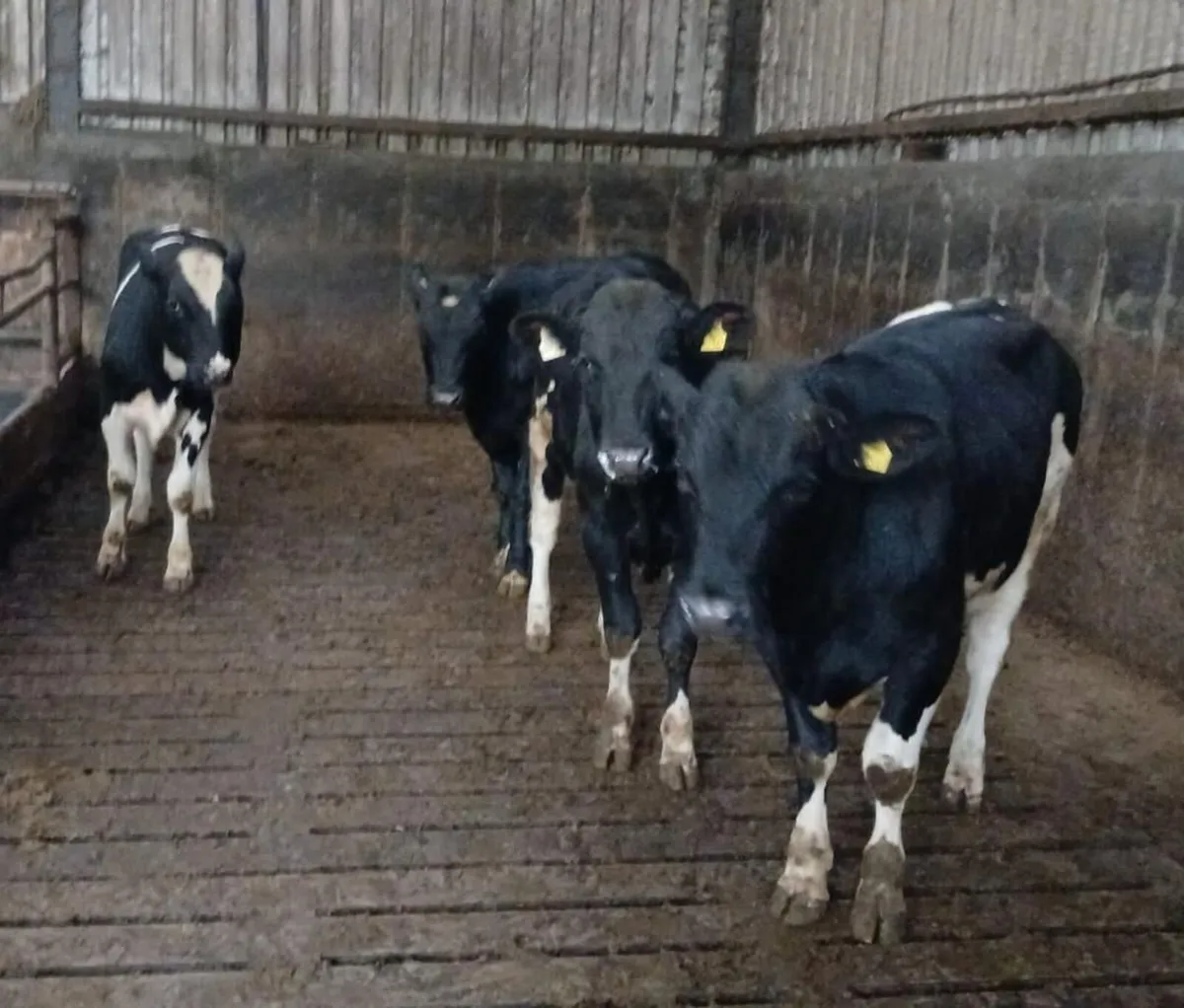 Friesian Bulls - Image 2