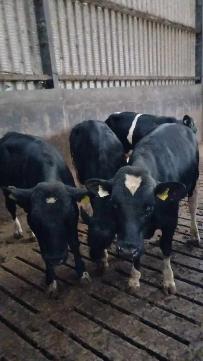 Friesian Bulls - Image 3