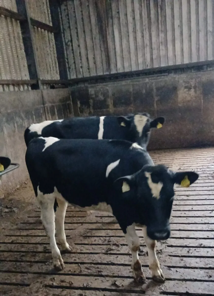 Friesian Bulls - Image 4