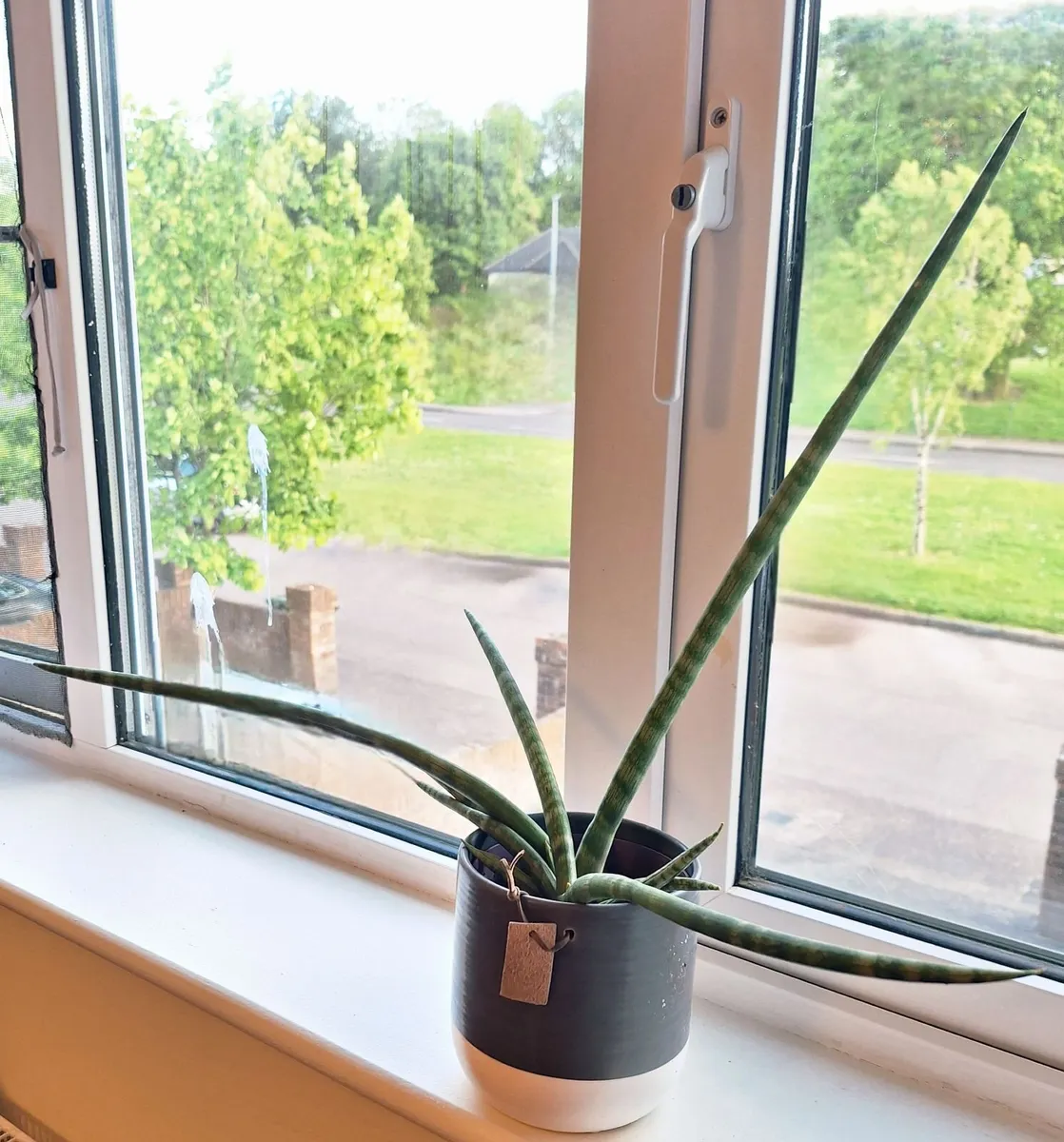 ​African Spear Plant in Ceramic Pot - Image 1