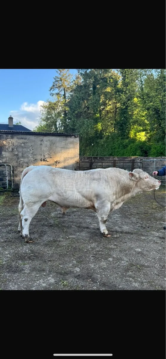 Charolais Bull for sale - Image 1