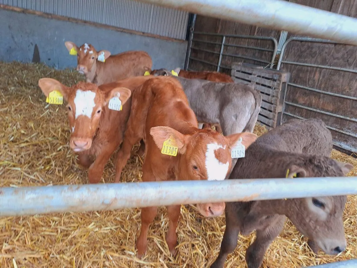 6 Super blonde heifer calves 6 weeks old - Image 2