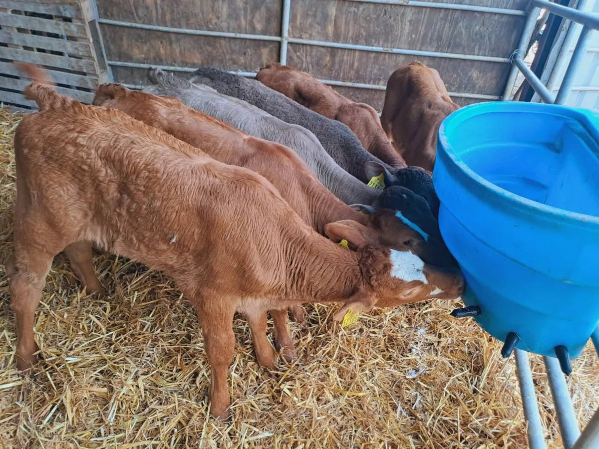6 Super blonde heifer calves 6 weeks old - Image 1