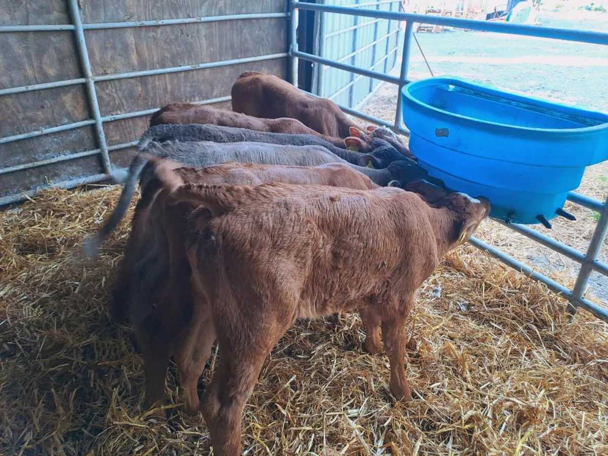 6 Super blonde heifer calves 6 weeks old - Image 3