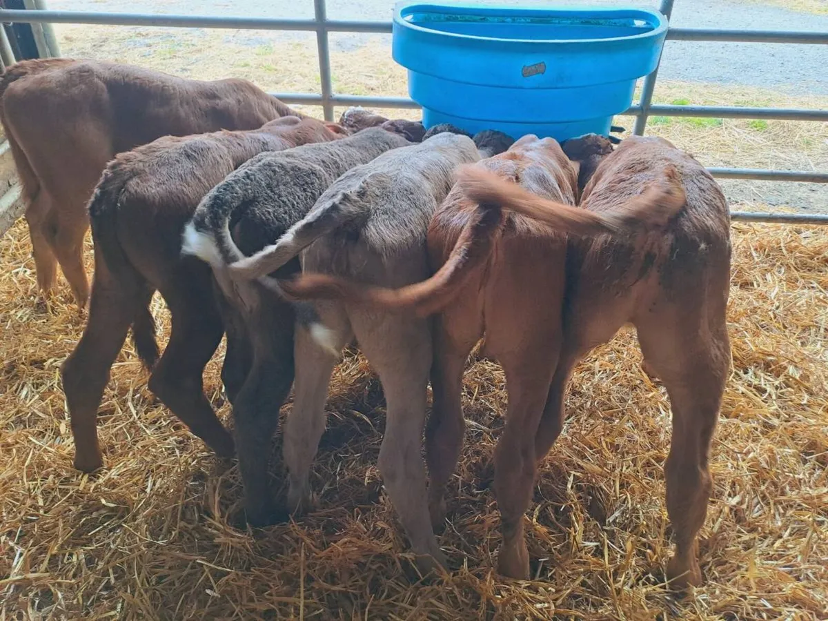 6 Super blonde heifer calves 6 weeks old - Image 4