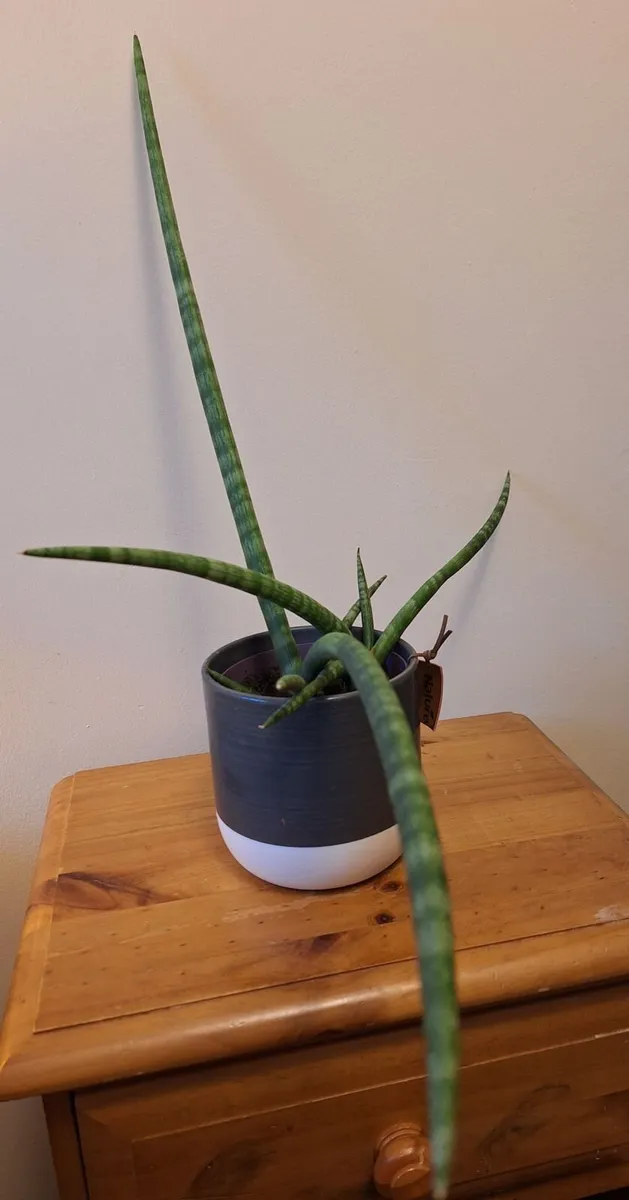 ​African Spear Plant in Ceramic Pot - Image 2