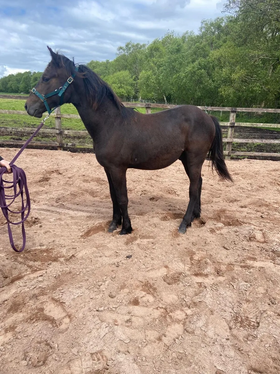 ISH yearling colt - Image 2