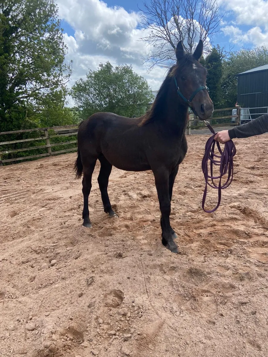 ISH yearling colt - Image 1