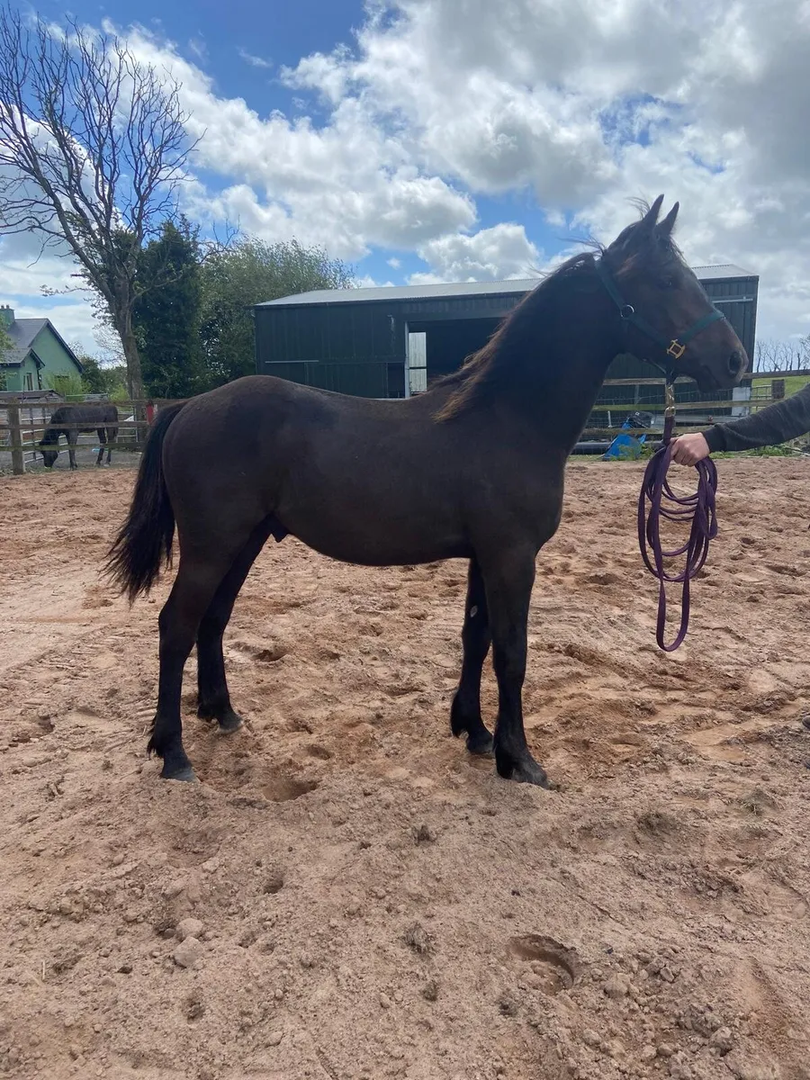 ISH yearling colt - Image 3