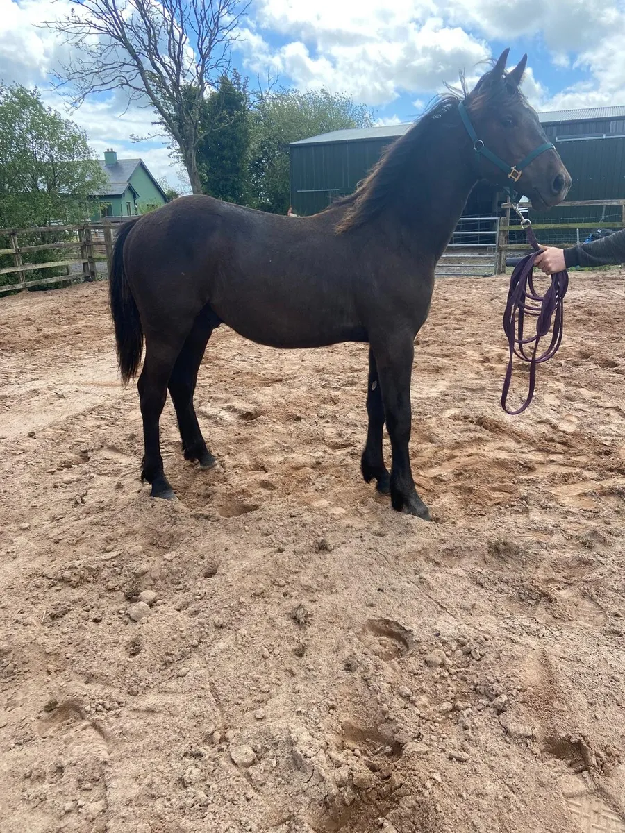 ISH yearling colt - Image 4