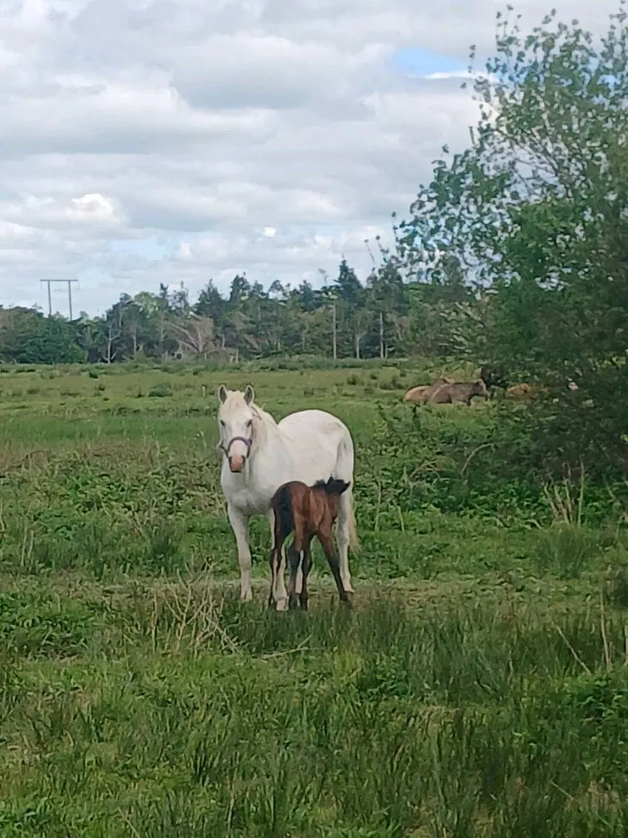 Connamara mare and filly foal for sale Galway city - Image 3