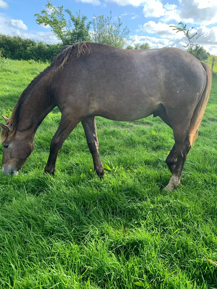 1 year old RID Gelding - Image 4