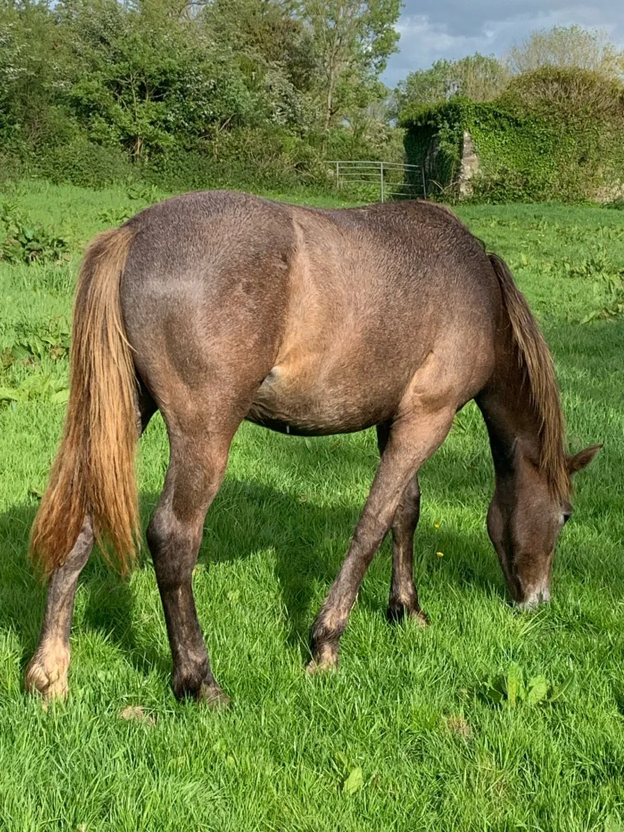 1 year old RID Gelding - Image 1