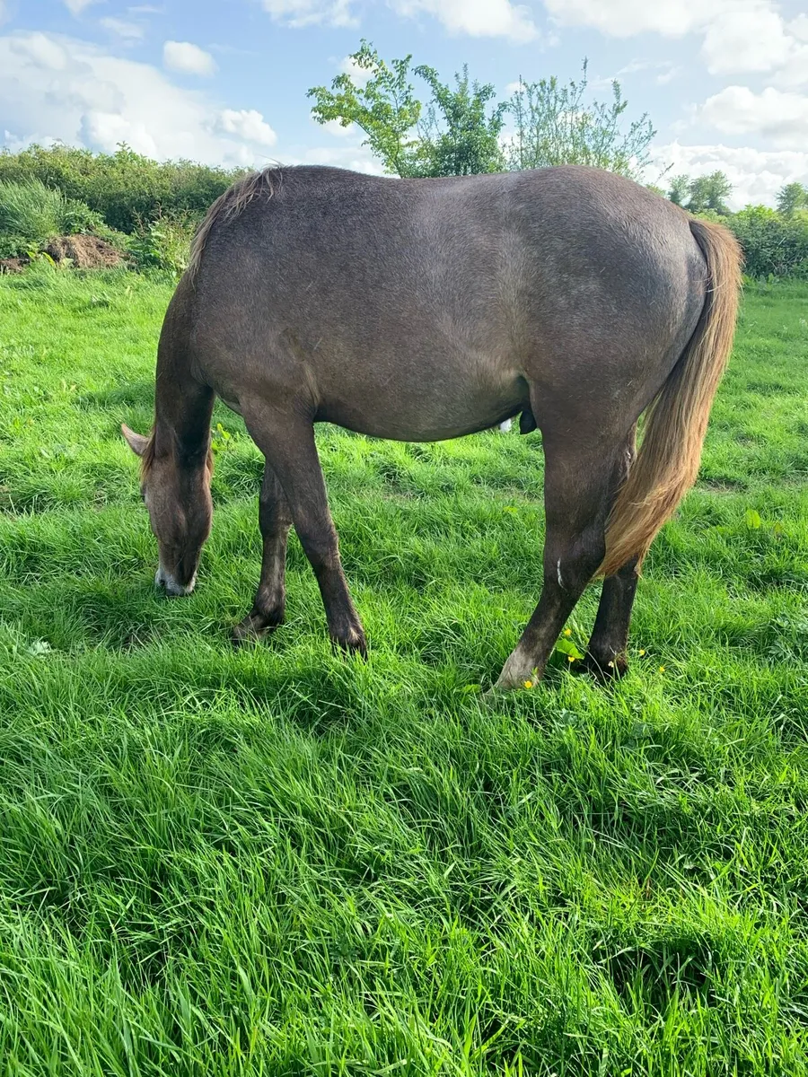 1 year old RID Gelding - Image 3