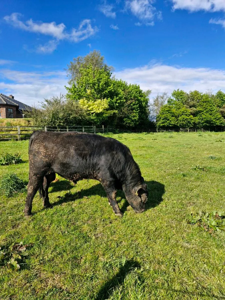Angus bull - Image 1