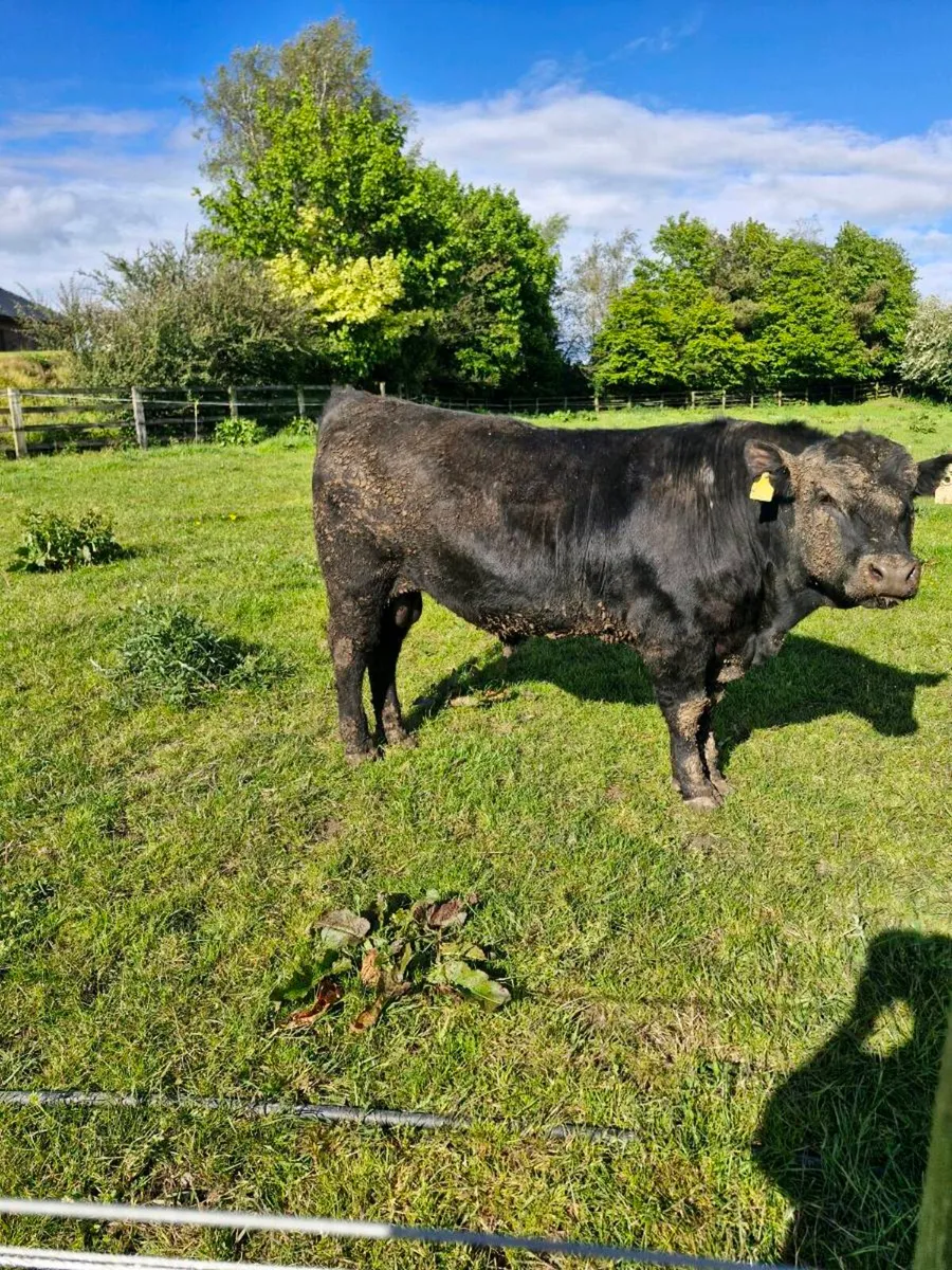 Angus bull - Image 2