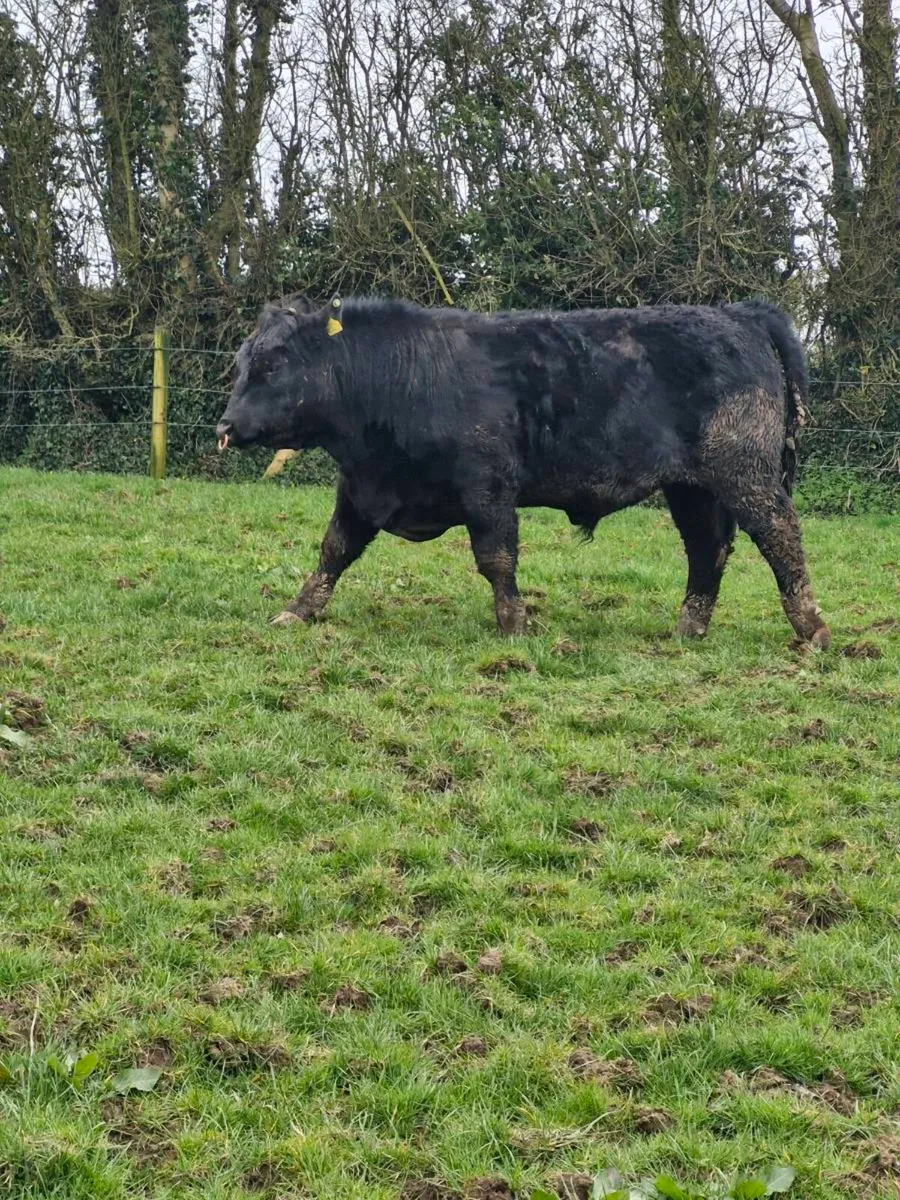 Angus bull - Image 3