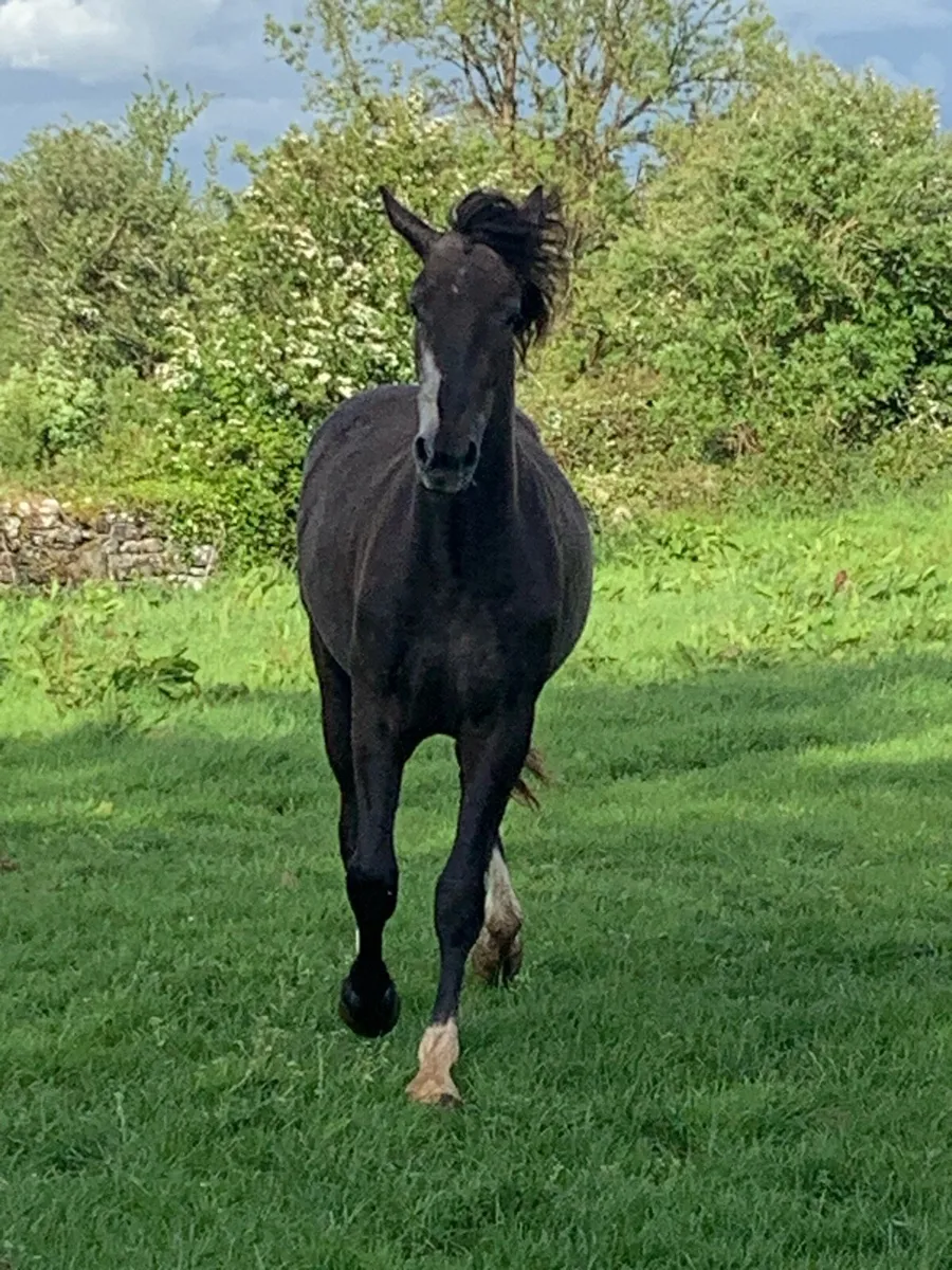 2 year old RID gelding - Image 4