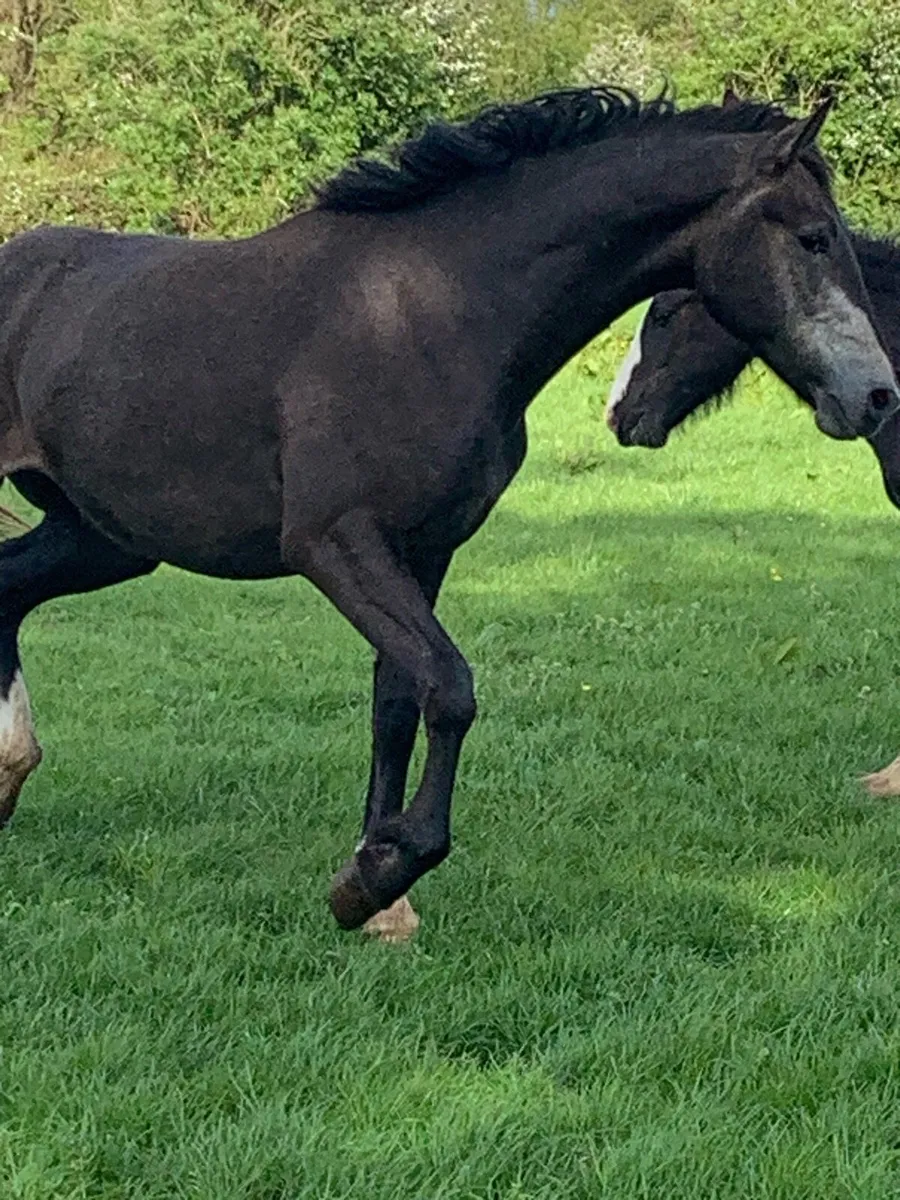 2 year old RID gelding - Image 1