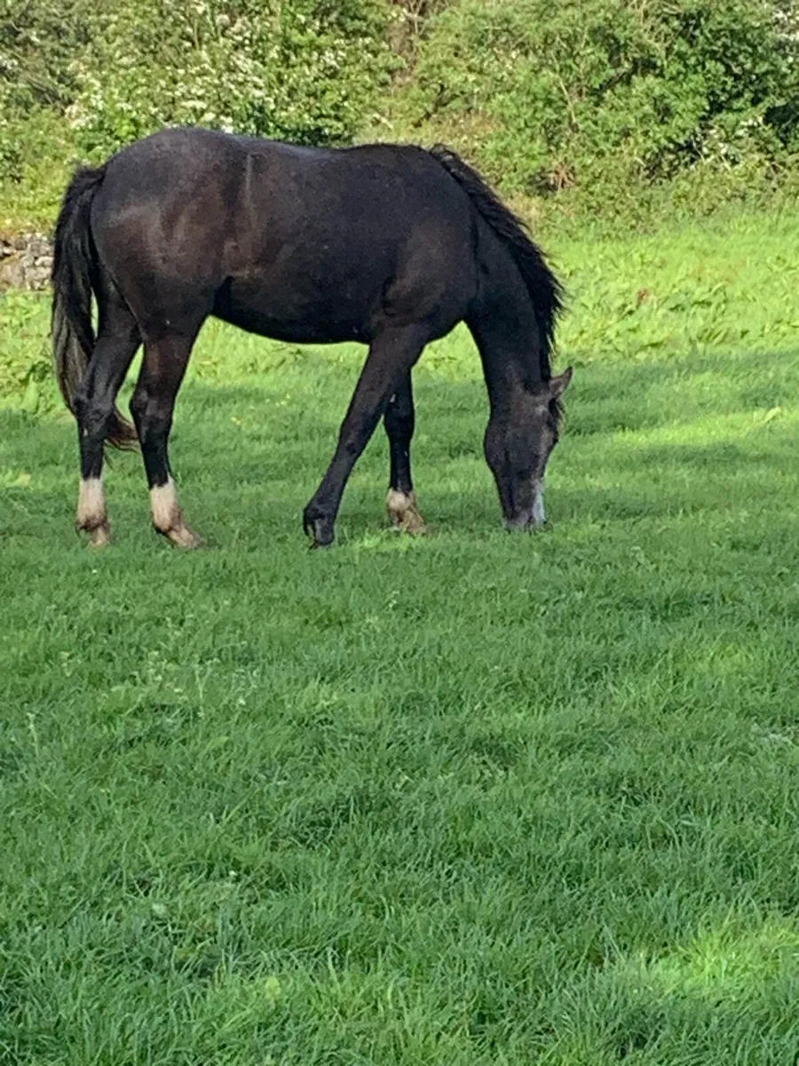 2 year old RID gelding - Image 2