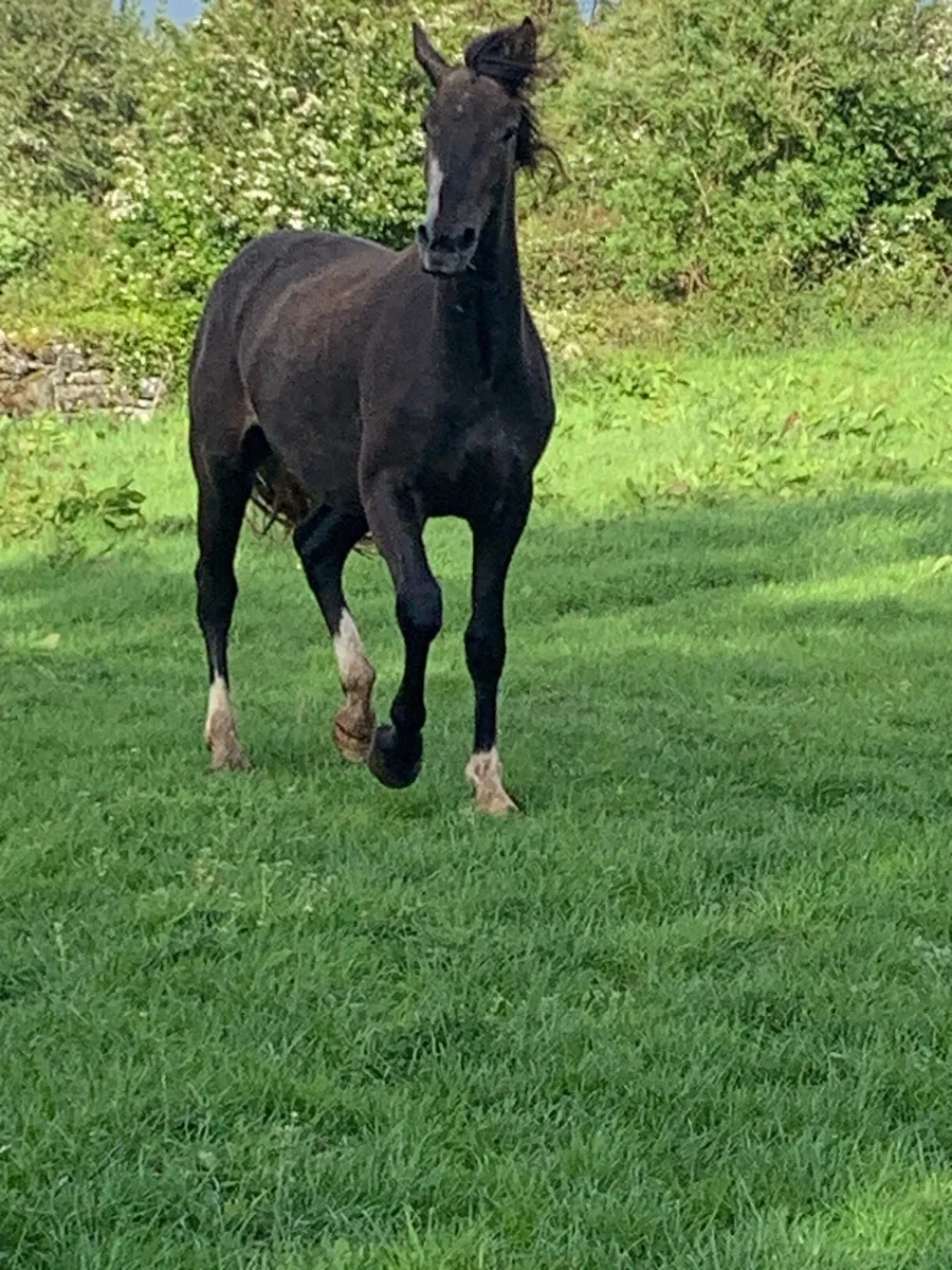 2 year old RID gelding - Image 3