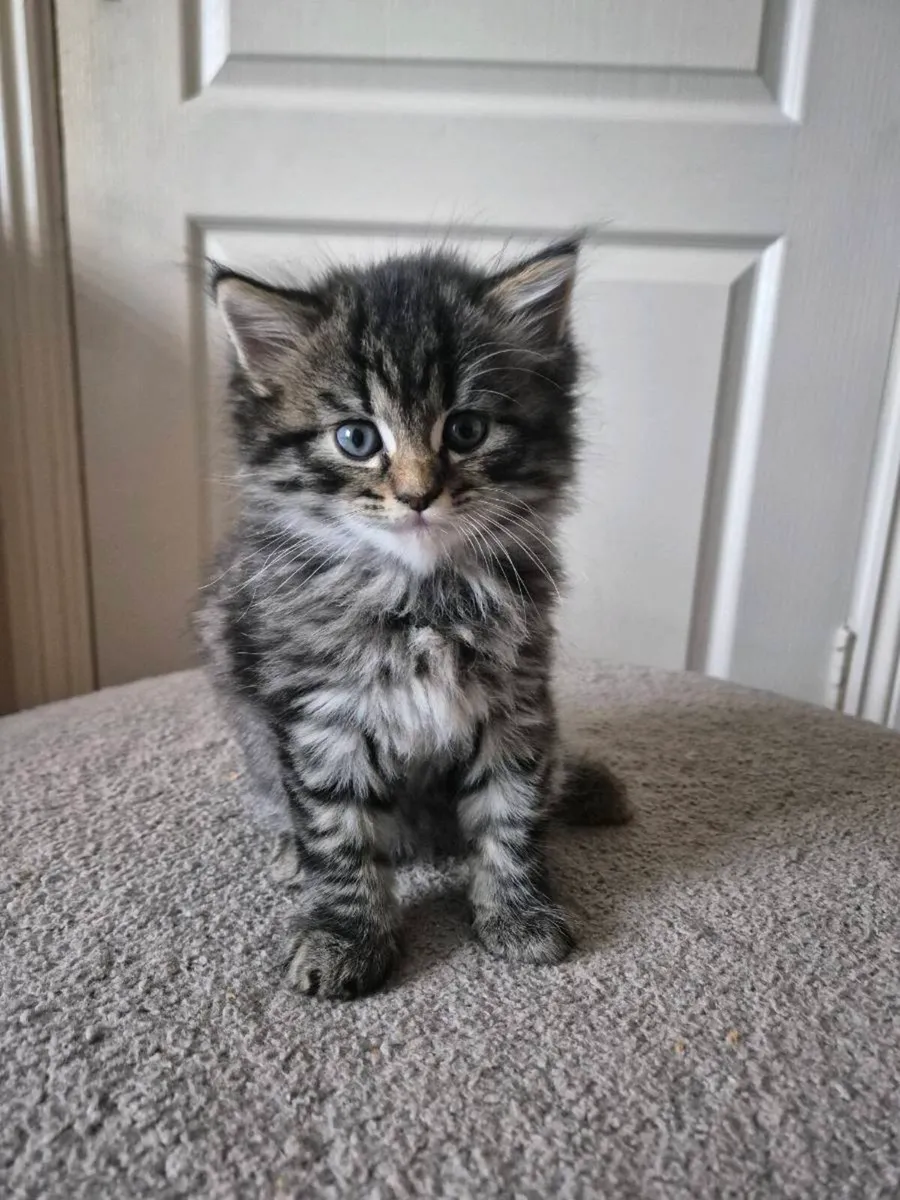 Kittens - Image 1