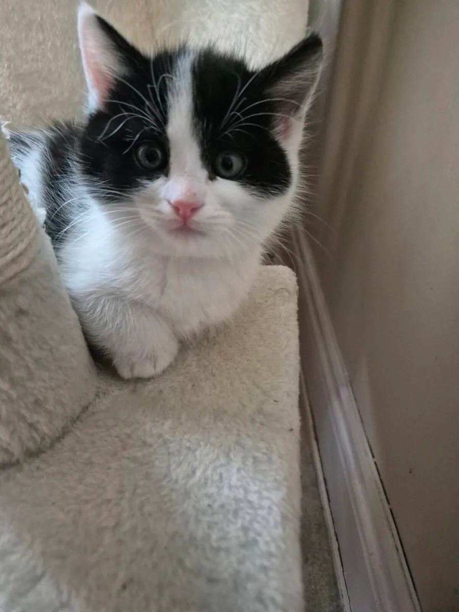 Kittens - Image 2