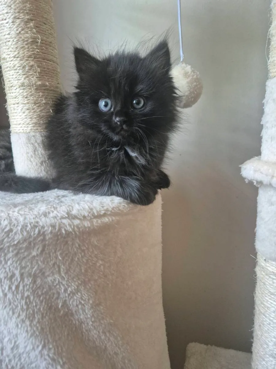 Kittens - Image 3