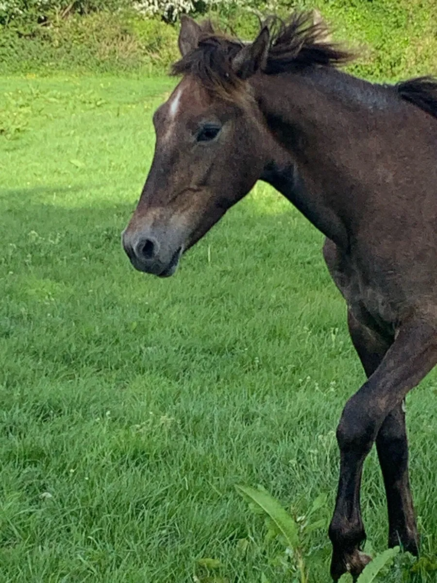 1 year old RID Gelding - Image 2