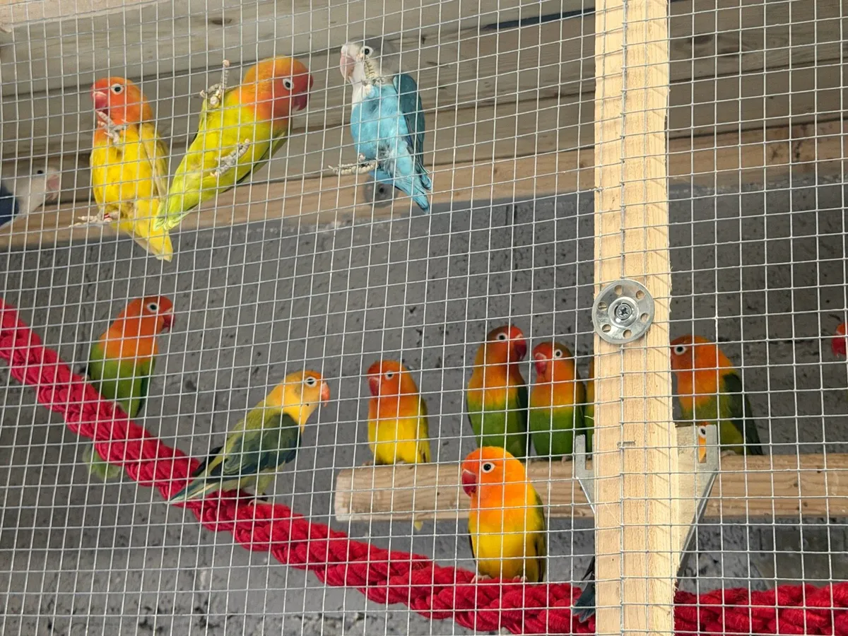 Lovebirds - Image 2