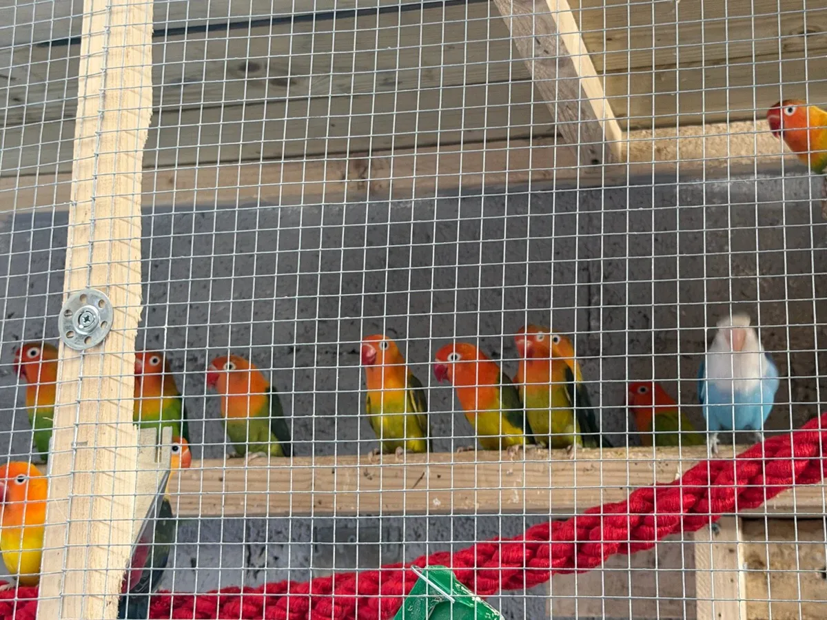 Lovebirds - Image 3