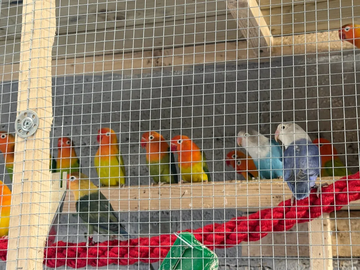 Lovebirds - Image 4