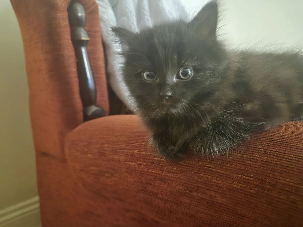 Kittens - Image 4