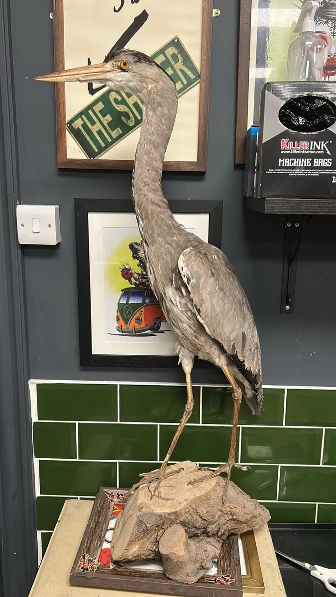 Taxidermy 1900s Heron
