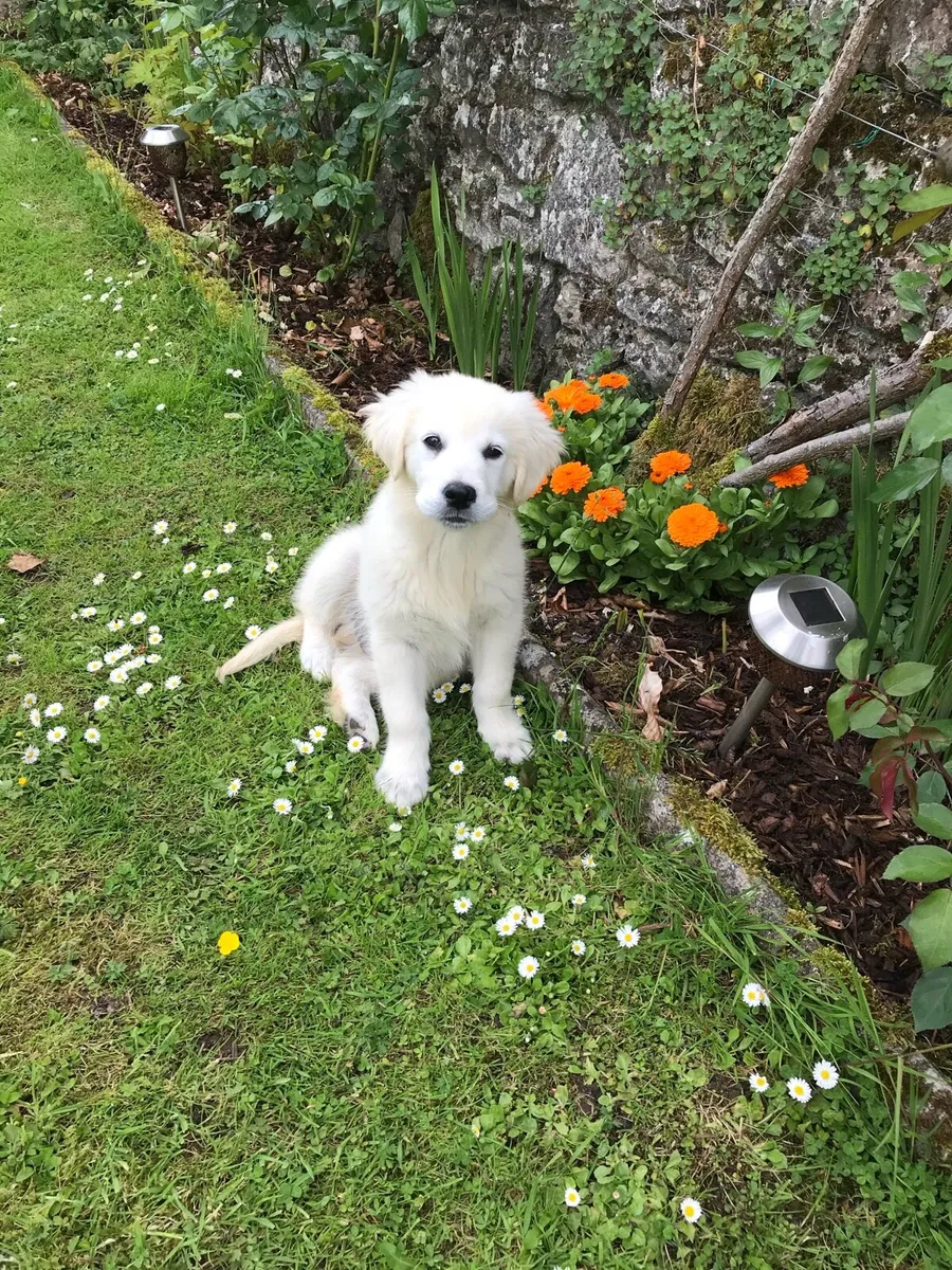 Garden Maintenance - Image 4