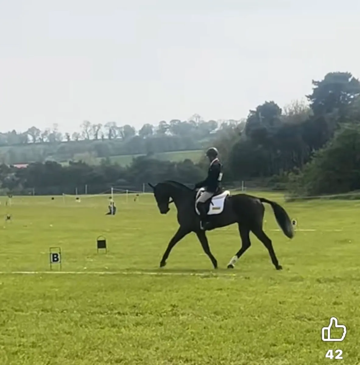 10 year old Mare - Image 4