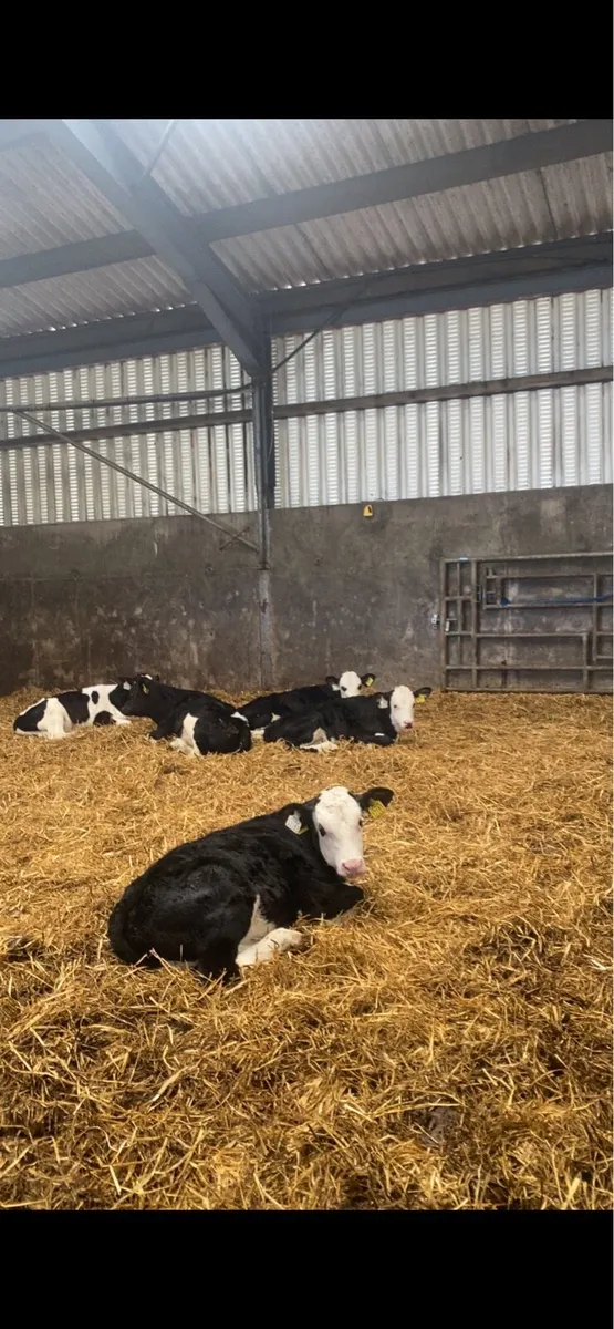 Weaned bull calves - Image 1